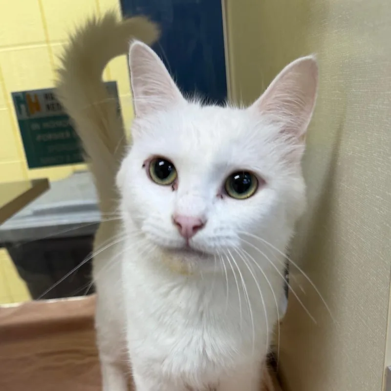 An adult medium-sized female White Domestic Short Hair cat named Mushu for adoption in West Olive, MI
