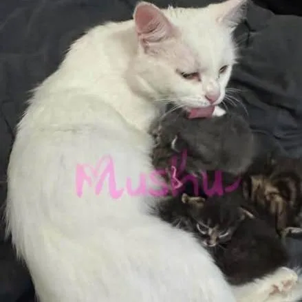 Mushu thumbnail 2