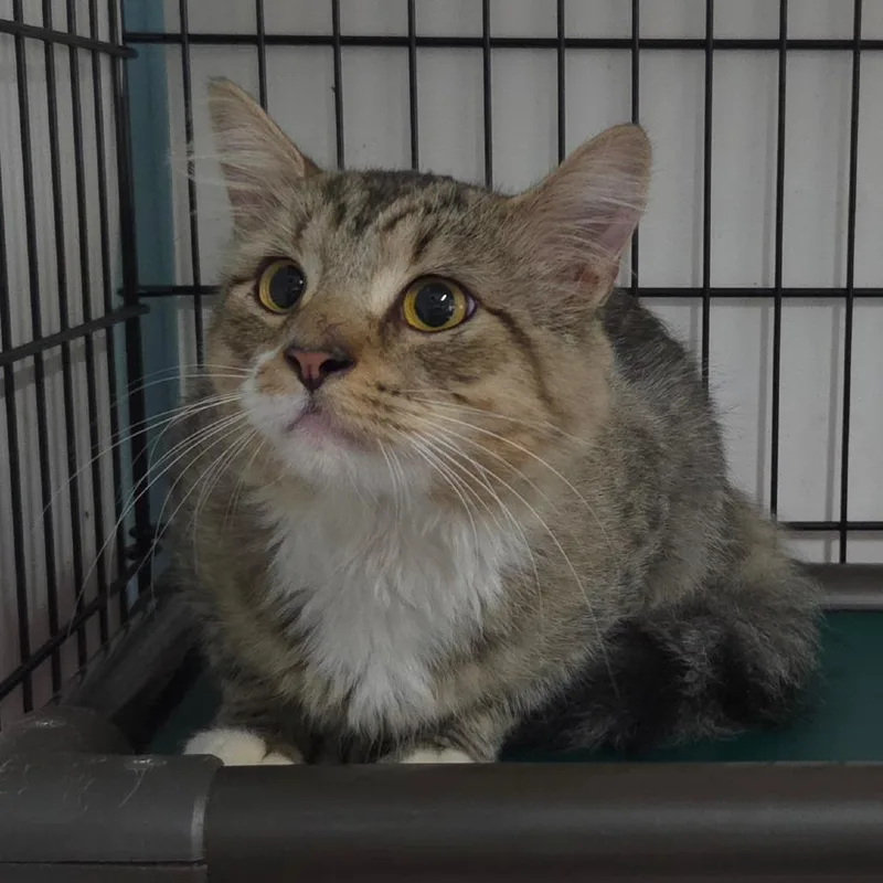An adult medium-sized male Brown / Chocolate Domestic Medium Hair cat named Leon for adoption in Jessup, MD