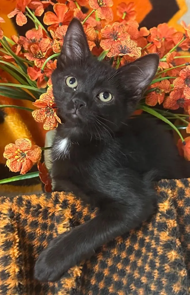 A baby small-sized male Domestic Short Hair cat named Altuve for adoption in Stillwater, OK