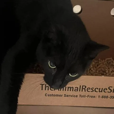 Panther