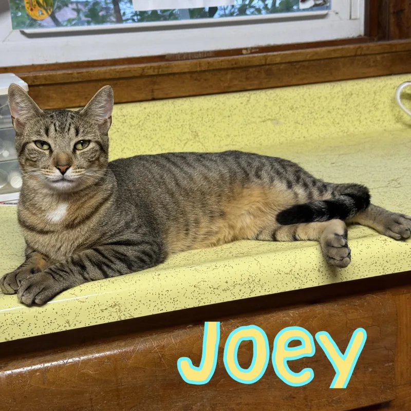 An adult medium-sized male Tabby (Buff / Tan / Fawn) Domestic Short Hair cat named Joey for adoption in Little Falls, NY