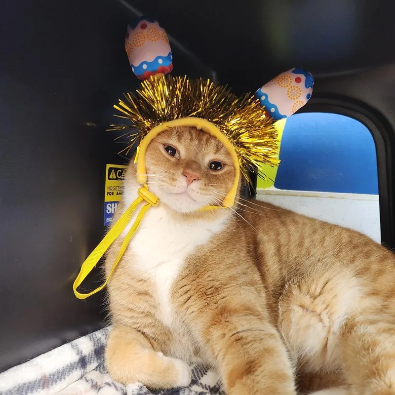 An adult large-sized male Orange / Red Domestic Short Hair cat named Buddy The Biscuit Maker for adoption in Delaware, OH