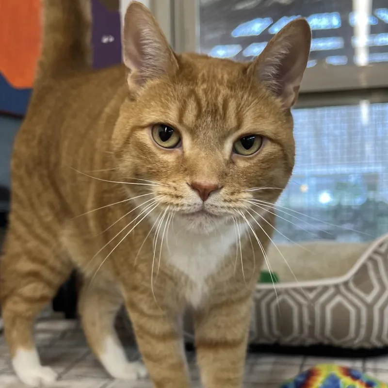 Buddy The Biscuit Maker thumbnail 2