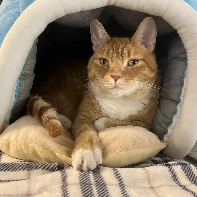 Buddy The Biscuit Maker thumbnail 4