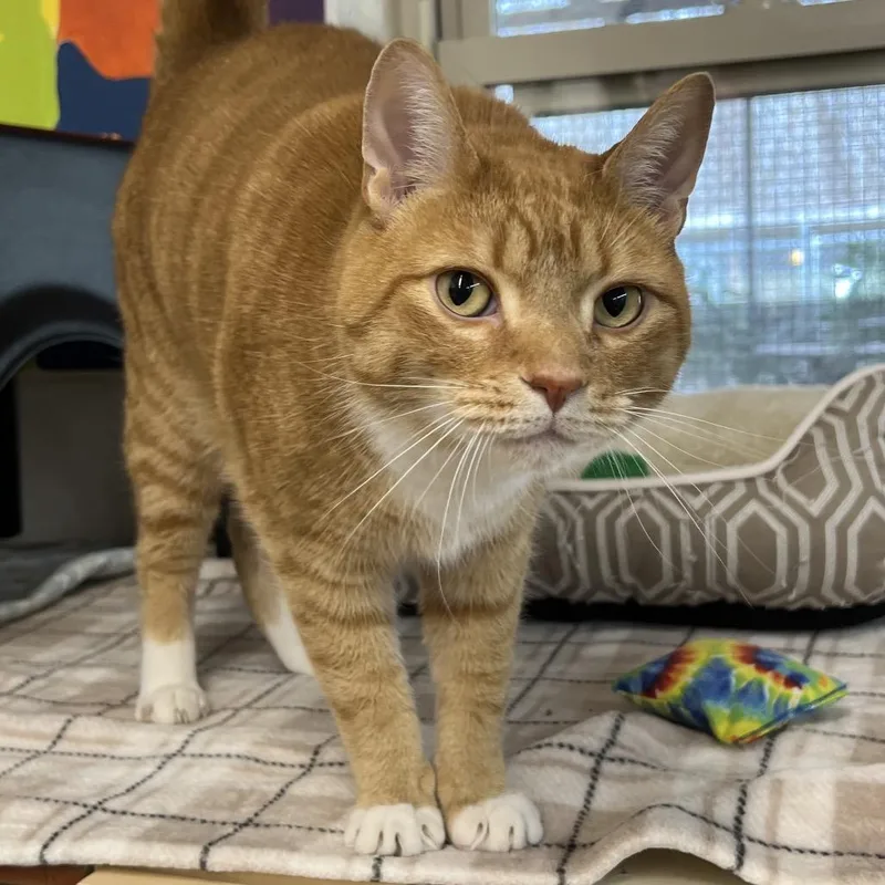 Buddy The Biscuit Maker thumbnail 6