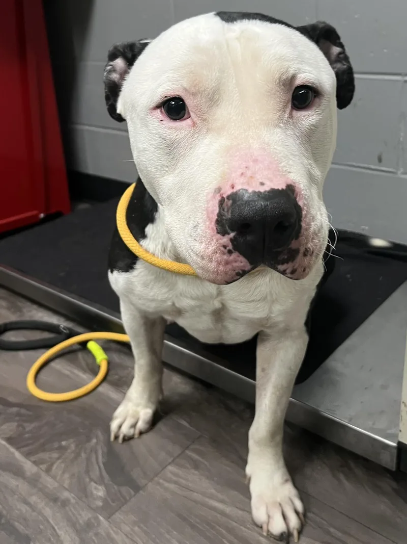 An adult large-sized male Black Pit Bull Terrier dog named G.i. Joe for adoption in Trenton, NJ