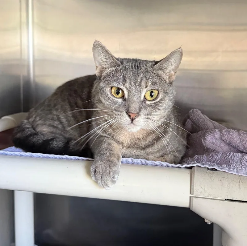 Boo In Prison Program