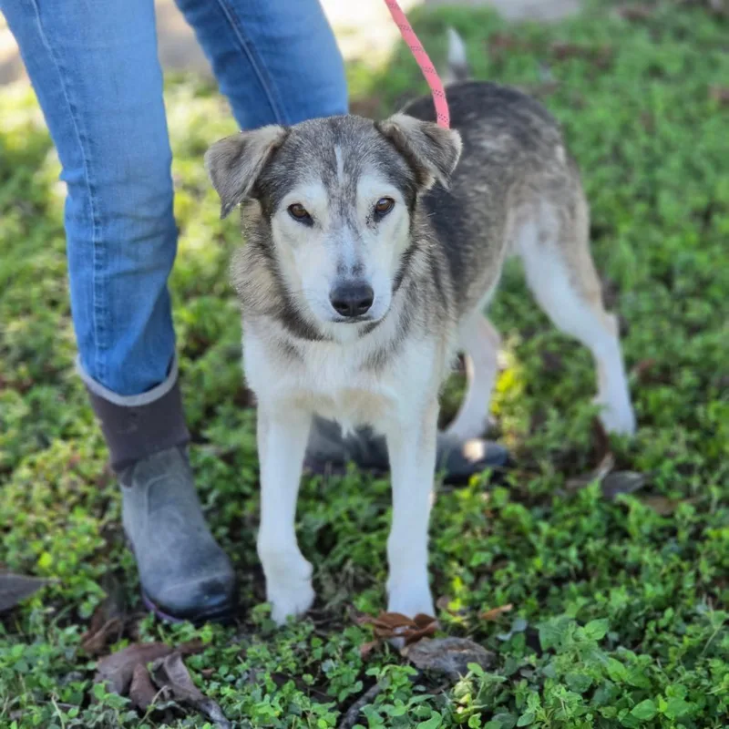 A young medium-sized male Gray / Blue / Silver Husky dog named Gizmo JuM for adoption in Austin, TX