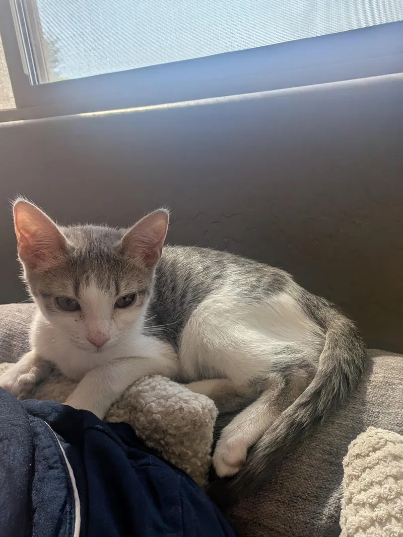 A baby medium-sized female Domestic Short Hair cat named Verity for adoption in Glendale, AZ