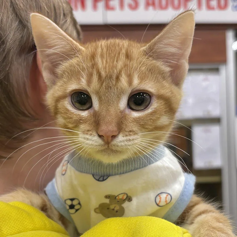 A baby medium-sized female Orange / Red Domestic Short Hair cat named Spaghetti for adoption in Sonora, CA
