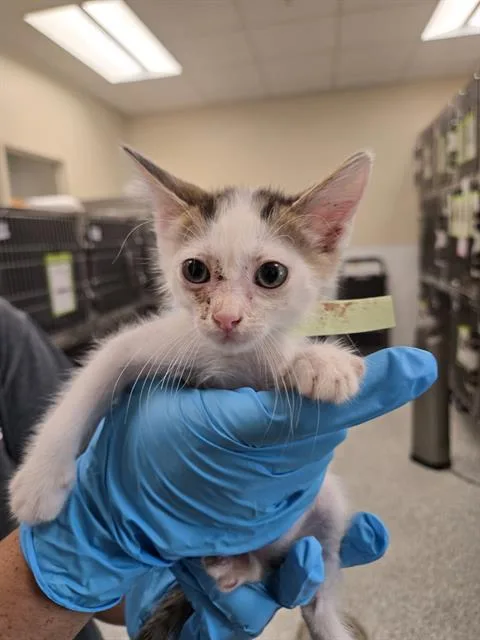 A baby small-sized male Domestic Short Hair cat named Itty Bitty for adoption in San Antonio, TX
