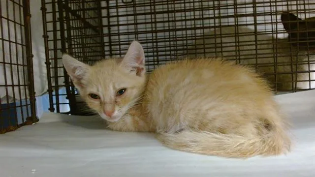 A baby small-sized male Domestic Short Hair cat named Icchi for adoption in Miami, FL