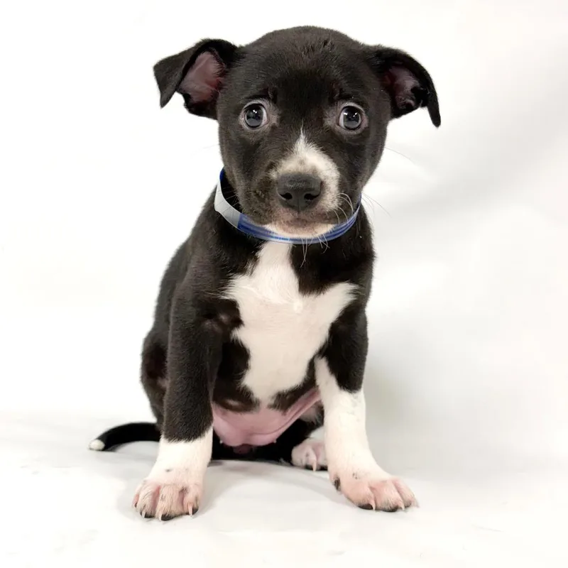 A baby medium-sized female Black Pit Bull Terrier dog named Lillian for adoption in Parker, CO