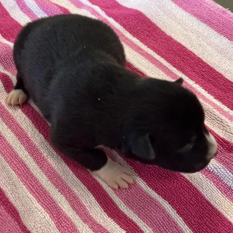 Lillian thumbnail 6