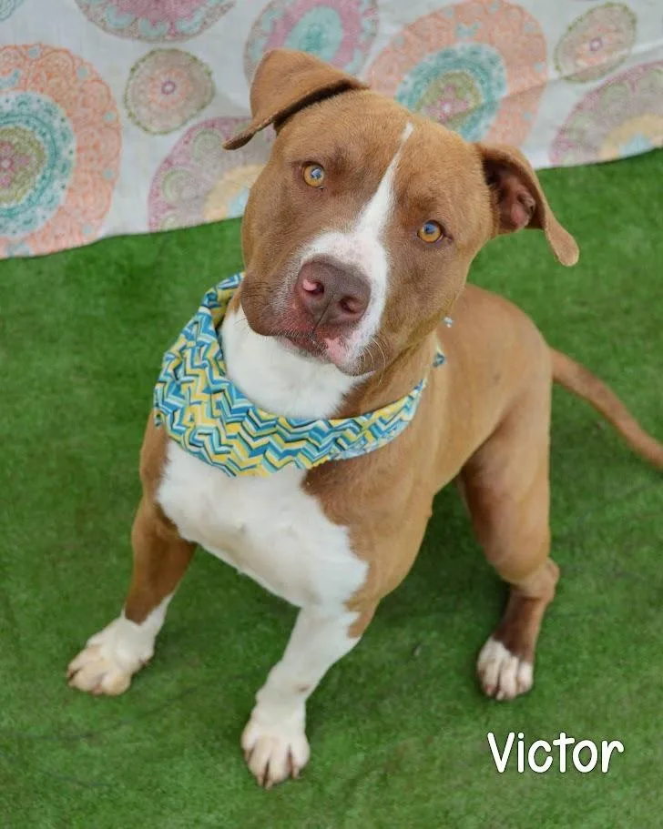A young medium-sized male Pit Bull Terrier dog named Victor for adoption in Gautier, MS