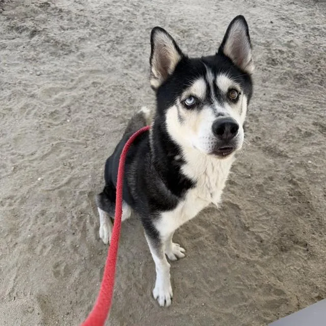 An adult medium-sized male Siberian Husky dog named Blue for adoption in Thousand Palms, CA
