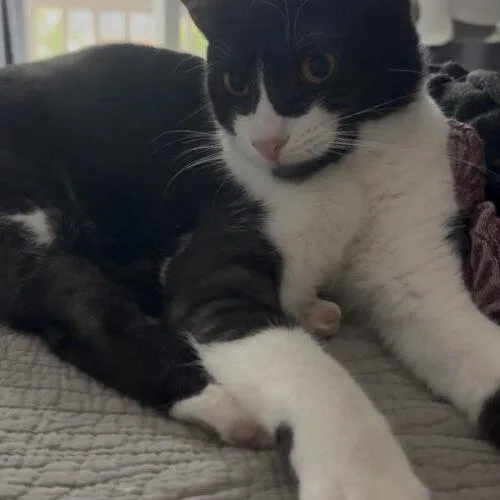 A baby small-sized female Domestic Short Hair cat named Princess Maggie for adoption in Tampa, FL