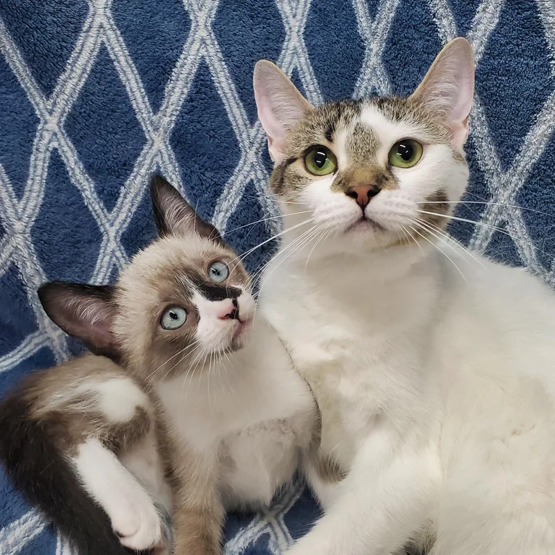 A baby medium-sized male White Domestic Short Hair cat named Sierra & Zion for adoption in Ottawa, IL