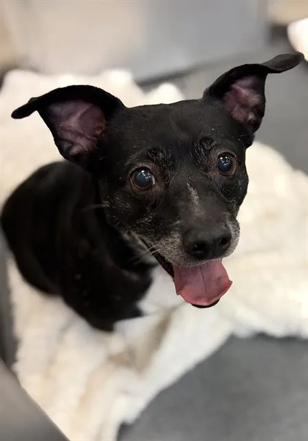 An adult small-sized female Chihuahua dog named Loya for adoption in Dallas, TX