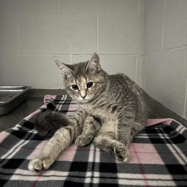 A baby small-sized female Domestic Short Hair cat named Wiggles for adoption in Des Moines, IA