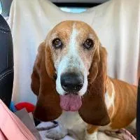 An adult medium-sized female Basset Hound dog named Daisy for adoption in Monticello, NY
