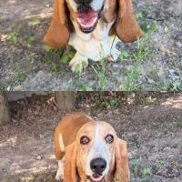 Daisy thumbnail 2
