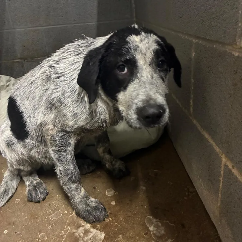 A young medium-sized male White / Cream Mixed Breed dog named Sammy Stings for adoption in Corbin, KY