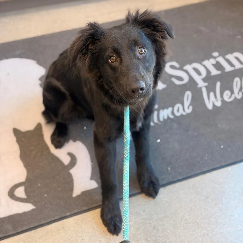 A young medium-sized male Black Collie dog named Finley for adoption in Sand Springs, OK