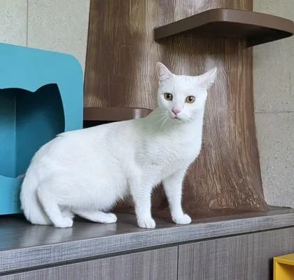 A senior small-sized male Domestic Medium Hair cat named Leonard for adoption in Honolulu, HI
