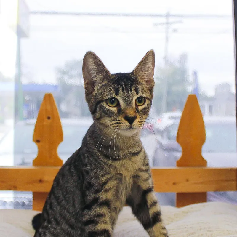 A baby medium-sized male Tabby cat named Nathaniel for adoption in Wayne, NJ