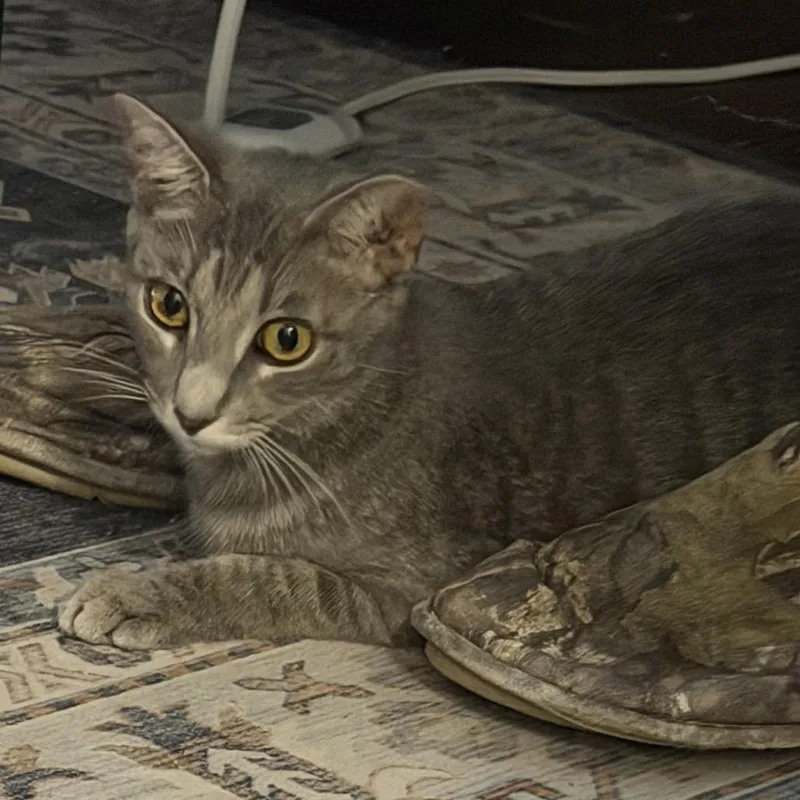 A young medium-sized female Tabby (Gray / Blue / Silver) Domestic Short Hair cat named Willow for adoption in Chattanooga, TN