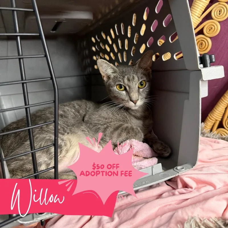 Willow thumbnail 4