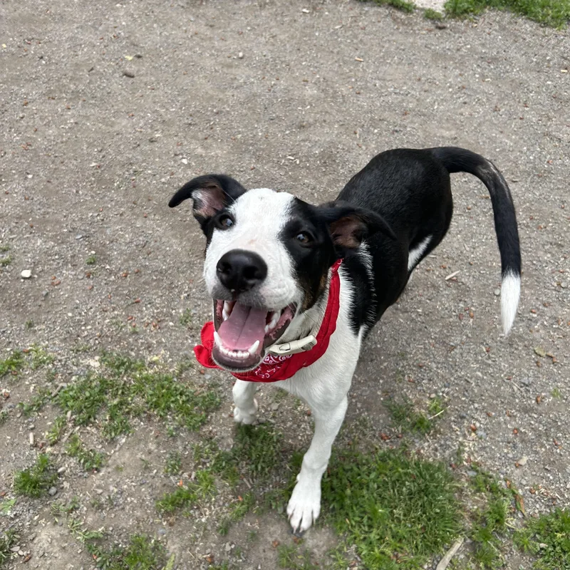 A baby medium-sized male Whippet dog named Murphy for adoption in Olympia, WA