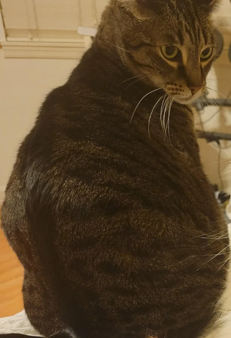 Cleo thumbnail 3