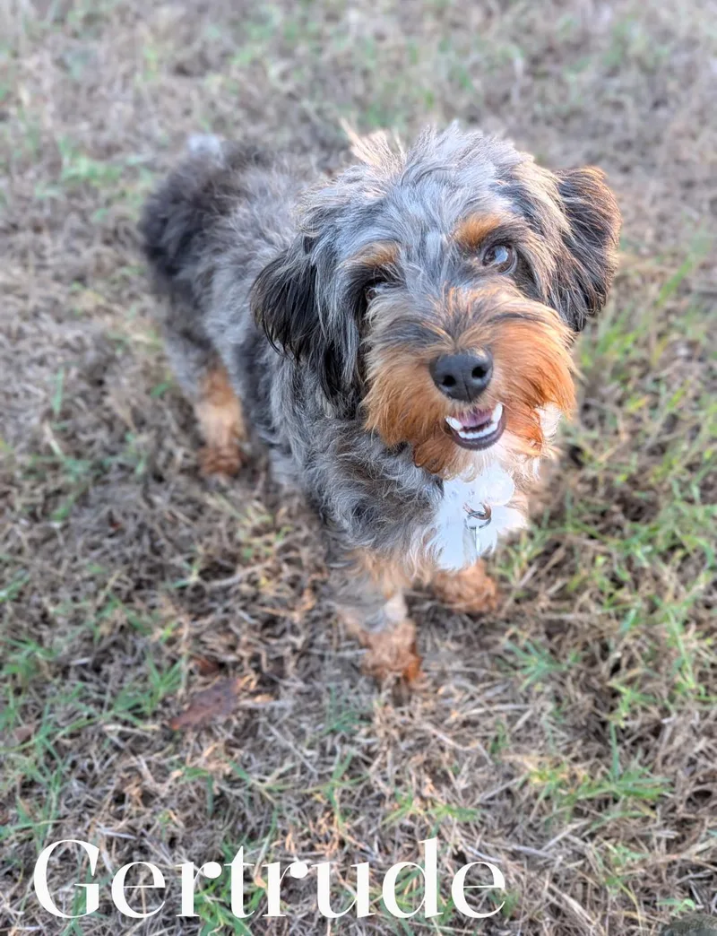 An adult small-sized female Aussiedoodle dog named Gertrude for adoption in Spring hill, TN