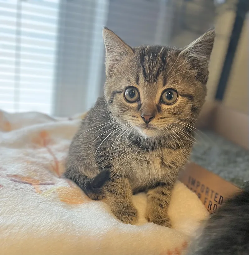 A baby medium-sized male Tabby (Brown / Chocolate) Domestic Short Hair cat named Captain for adoption in Seville, OH