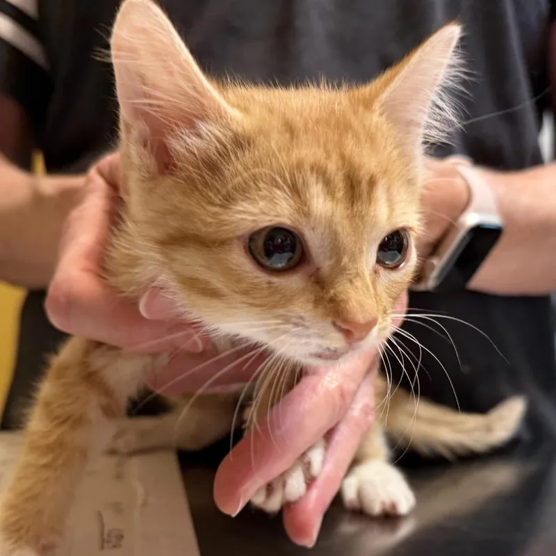 A baby small-sized female Orange / Red Domestic Short Hair cat named Clementine for adoption in Flower Mound, TX