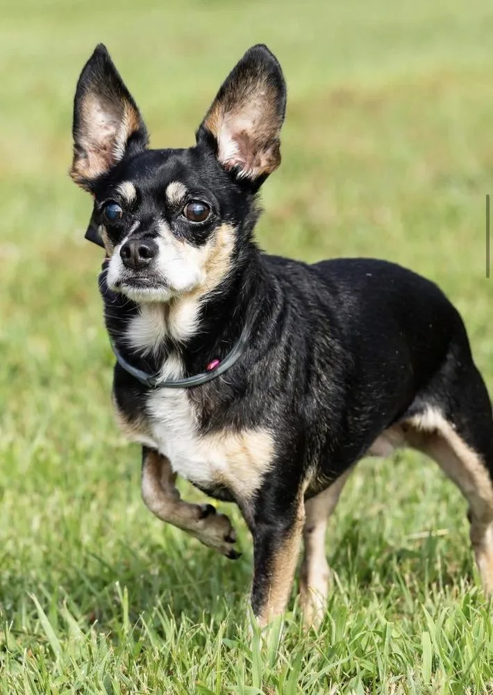 An adult small-sized female Tricolor (Brown, Black, & White) Chihuahua dog named Bitsy for adoption in Irwin, PA