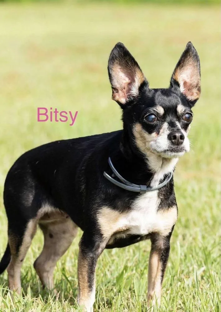 Bitsy thumbnail 3