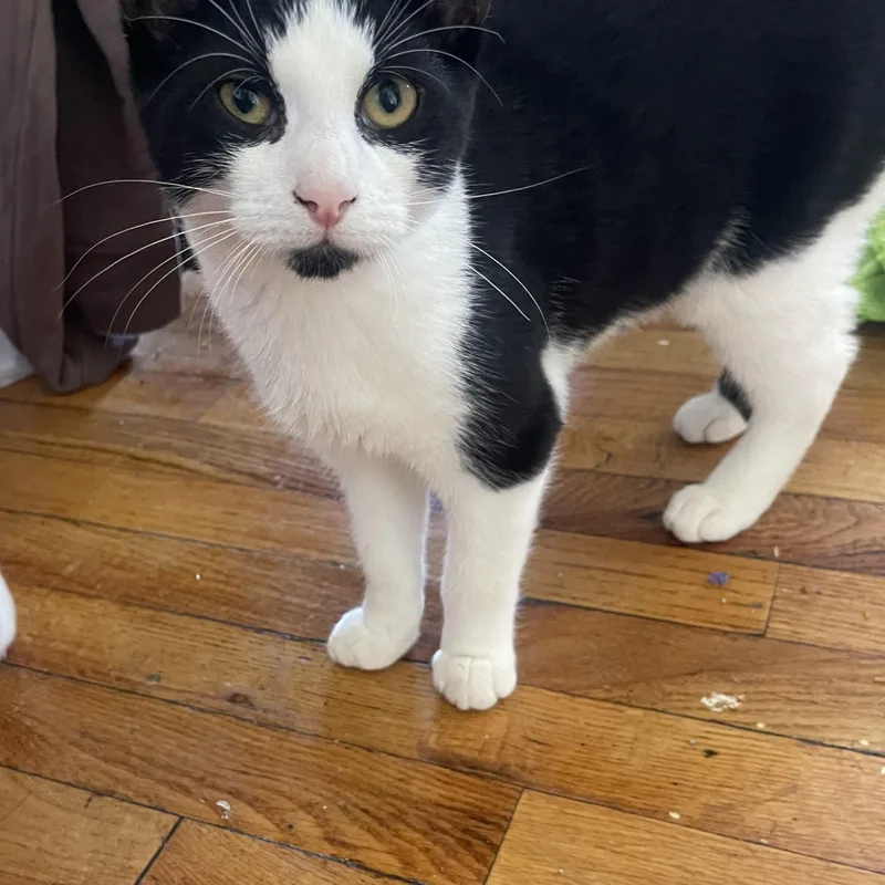 A young small-sized female Black & White / Tuxedo Domestic Short Hair cat named Oreo & Mochi for adoption in Bayonne, NJ