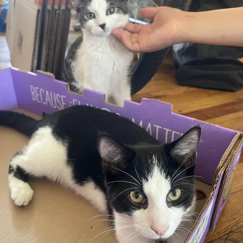 Oreo & Mochi thumbnail 2