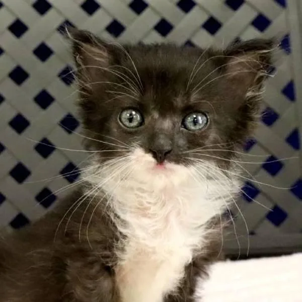 A baby small-sized female Domestic Medium Hair cat named Queso for adoption in Fort Davis, TX