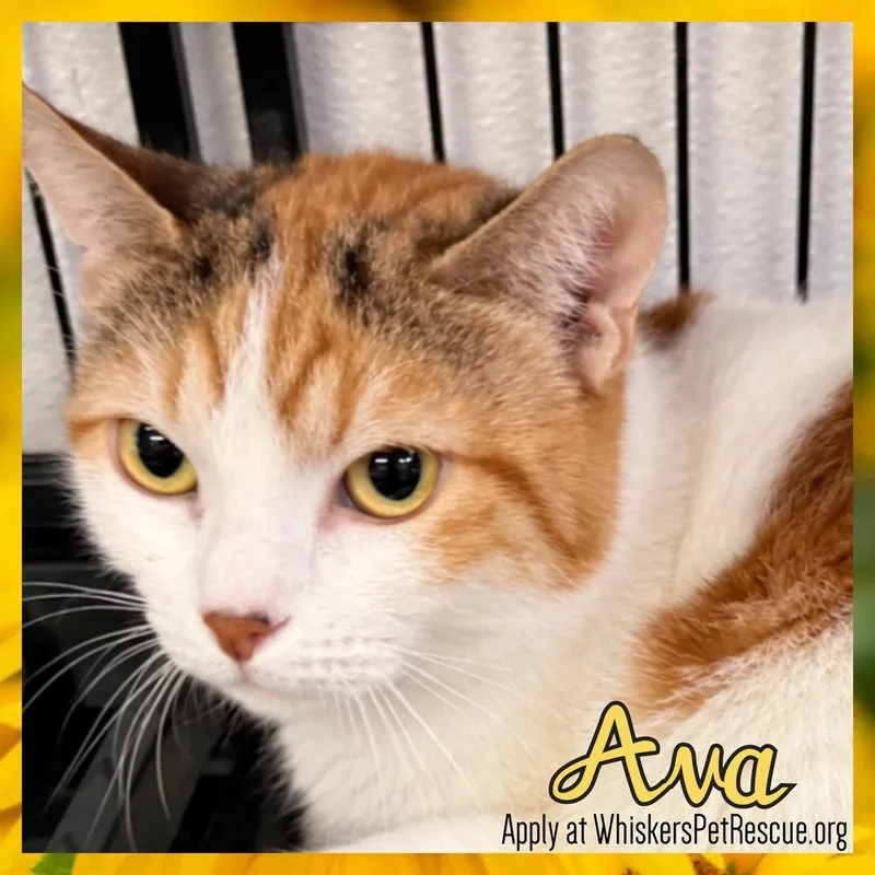 An adult medium-sized female Orange & White Domestic Short Hair cat named Ava for adoption in Southbury, CT