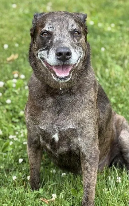 A senior medium-sized female Labrador Retriever dog named Phoebe for adoption in Malvern, PA