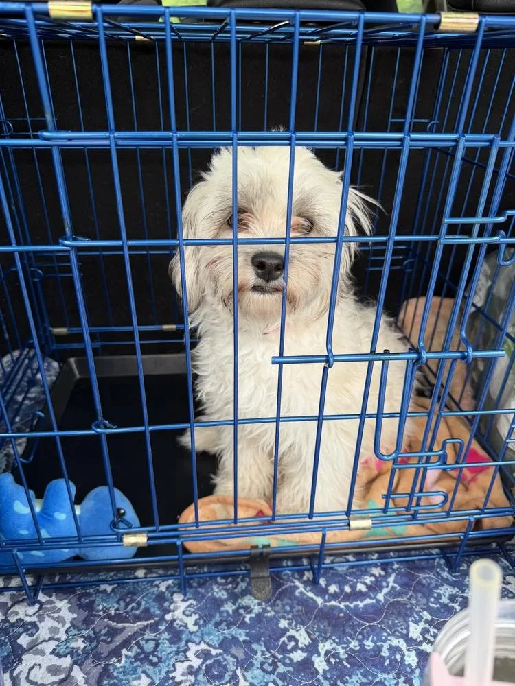 A baby small-sized female Havanese dog named Ella for adoption in Plymouth, MI