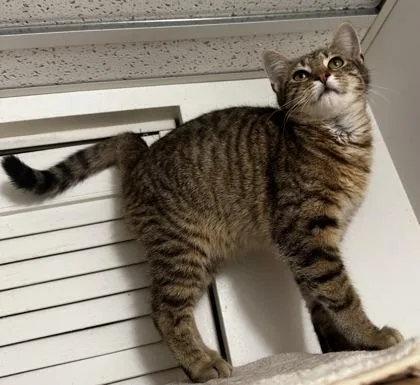 A young small-sized male Domestic Short Hair cat named Purrcival for adoption in Wilkesboro, NC