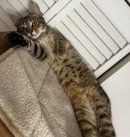 Purrcival thumbnail 2