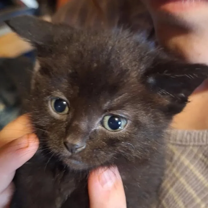 A baby small-sized male Domestic Medium Hair cat named Frito BanditoC for adoption in East Saint Louis, IL