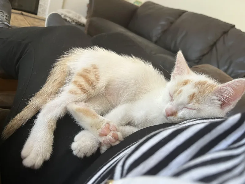 A baby medium-sized male Orange & White Domestic Short Hair cat named Julius for adoption in San Juan Capistrano, CA